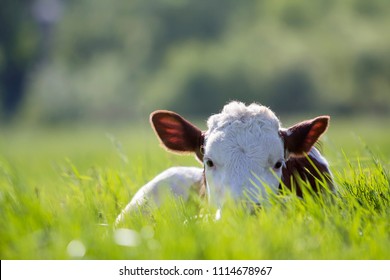 Close-up of white and brown calf looking in camera laying in green field lit by sun with fresh spring grass on green blurred background. Cattle farming, breeding, milk and meat production concept.