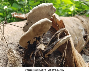 A close-up of white and brown shelf fungi growing on a fallen tree trunk in a natural setting. - Powered by Shutterstock