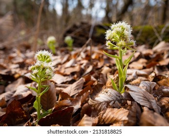 Closeup of white butterbur flowers (Petasites albus) in a forest, brown leaves on the ground, sunny day in springtime