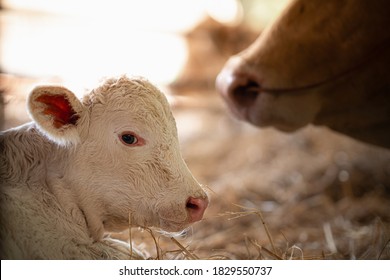 Close-up of white  calf on blurred  background. Cattle farming, milk and meat production concept.

