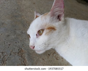 A Closeup Of White Cat Face Looking Straight Forward On The Floor