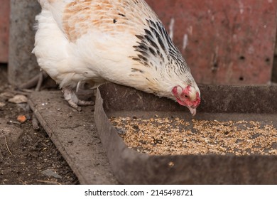 Close-up White Chicken Pecks Wheat. Outdoor Poultry Feeder