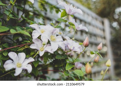 Close-up Of White Clematis Vine With Flowers Creeping Over Fence And Lattice Shot At Shallow Depth Of Field