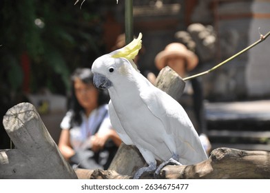 Close-up of a white cockatoo perched on a branch, playfully holding a twig. Perfect for wildlife, tropical birds, exotic pets, and nature-themed content. Bright and vibrant outdoor shot
