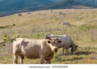 close-up of white cows grazing, walking in their natural habitat.the background meadow and mountains - Powered by Shutterstock