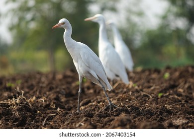 A Closeup Of White Cranes Searching Food On The Wet Farm Field In Summer