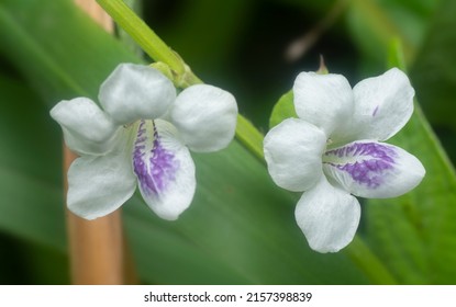 1,055 Creeping foxglove Images, Stock Photos & Vectors | Shutterstock