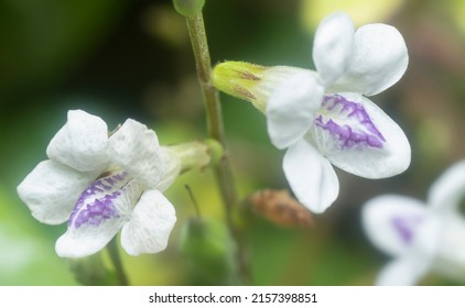 1,055 Creeping foxglove Images, Stock Photos & Vectors | Shutterstock