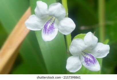 1,055 Creeping foxglove Images, Stock Photos & Vectors | Shutterstock