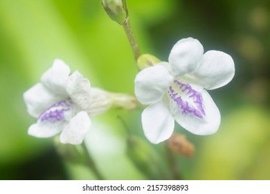 1,055 Creeping foxglove Images, Stock Photos & Vectors | Shutterstock