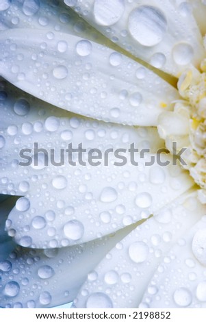 Closeup of white daisy with water droplets