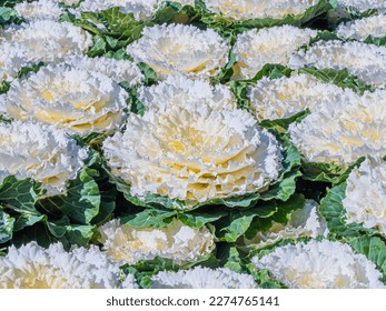 Closeup of white decorative wild cabbage in the garden or park for nature background and pattern. - Shutterstock ID 2274765141