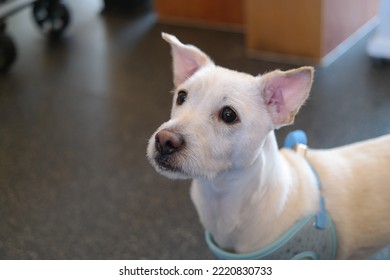 Close-up Of White Dog Face With Pricked Ears