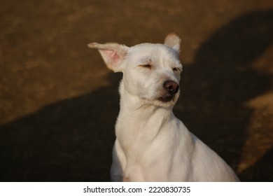 Close-up Of White Dog Face With Pricked Ears