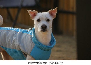 Close-up Of White Dog Face With Pricked Ears