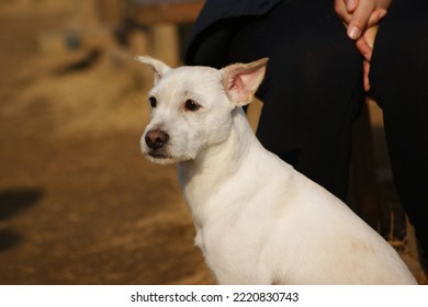 Close-up Of White Dog Face With Pricked Ears