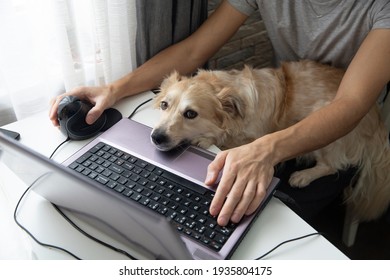 Closeup white dog on the lap of the owner who works on a laptop