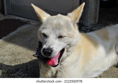 Close-up Of A White Dog Sneezing