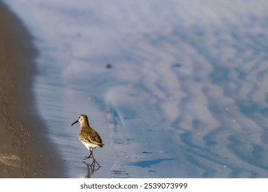 A closeup of a white Dunlin solitary walks along the shoreline of a beach - Powered by Shutterstock