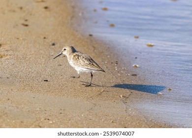 A closeup of a white Dunlin solitary walks along the shoreline of a beach - Powered by Shutterstock