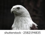 Close-up of a white eagle head