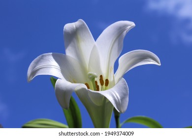 Close-up Of The White Easter Lily Flower Known As Lilium Longiflorum. Has A Perennial Bulb With Large, White, Trumpet-shaped Flowers That Have A Wonderful Fragrance. Spring Concept