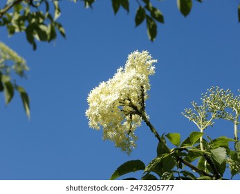 Close-up of white elderflower blossoms, exuding elegance and fragrance. Nature's delicate beauty captured in the simplicity of black elder - Powered by Shutterstock