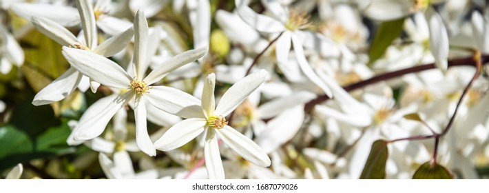 Closeup Of White Evergreen Clematis Flowers Blooming On A Sunny Day
