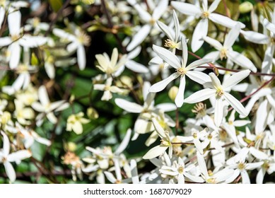 Closeup Of White Evergreen Clematis Flowers Blooming On A Sunny Day
