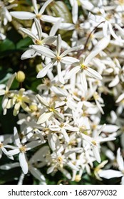 Closeup Of White Evergreen Clematis Flowers Blooming On A Sunny Day
