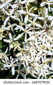 Closeup Of White Evergreen Clematis Flowers Blooming On A Sunny Day
