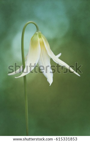 Similar – Frühlingslicht Lampe Natur