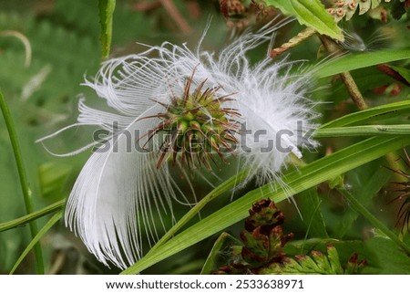 Similar – Image, Stock Photo white feather caught on wild plant