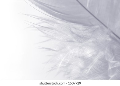 Close-up Of A White Feather On A White Background. Macro Photograph: Shallow Depth Of Field!