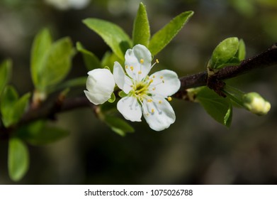 Close-Up white flower - Shutterstock ID 1075026788