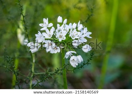 Closeup of white flower of Allium cowanii (Allium neapolitanum) flowers. Amaryllidaceae pennial bulbous plant. Neapolitan garlic, Naples garlic, daffodil garlic, false garlic, flowering onion