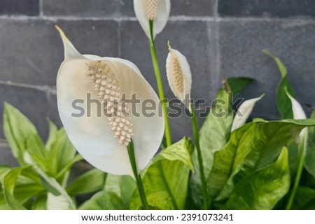 A close-up of a white flower (Anthurium) with a yellow center in front of a blurred brick wall. The petals are white on the top and fade to a light yellow at the base
