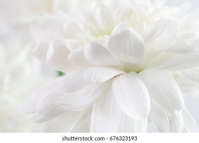 13,973,755 White flower background Images, Stock Photos & Vectors ...