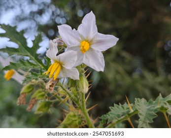 Close-up of a white flower with bright yellow stamens, surrounded by spiky green leaves. The plant displays a sharp contrast between its delicate blossoms and thorny stems, capturing the raw beauty. - Powered by Shutterstock