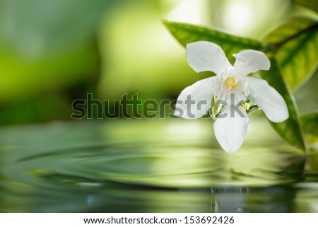 closeup white flower floating on water with droplet in garden.