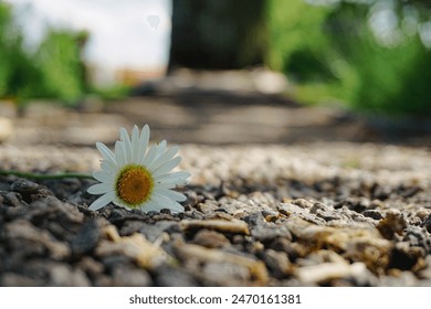 Close-up of white flower on the ground  - Powered by Shutterstock