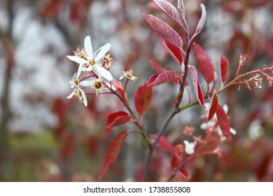 A closeup of a white flower on a red bush