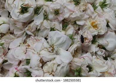 closeup of white flowers and bee