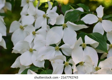 Close-up Of White Flowers. Four-petal Flower. Carpet Of White Flowers. Beautiful Bokeh. Nature Background. No People. Blurred Background. Photo Wallpaper. Cornus Kousa Flowering Tree