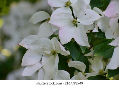 Close-up Of White Flowers. Four-petal Flower. Carpet Of White Flowers. Beautiful Bokeh. Nature Background. No People. Blurred Background. Photo Wallpaper. Cornus Kousa Flowering Tree