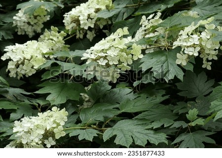 Closeup of the white flowers and green leaves of the summer flowering perennial garden plant hydrangea quercifolia pee wee or oak leaf hydrangea. 