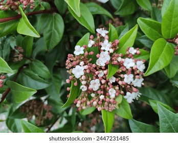 Close-up of white flowers opening from maroon red buds against green leaves of Viburnum tinus 'Spirit' - Powered by Shutterstock