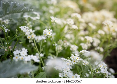 Close-up of white Forget-Me-Not flowers in the garden.
