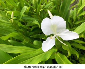 White Ginger Lily Images Stock Photos Vectors Shutterstock