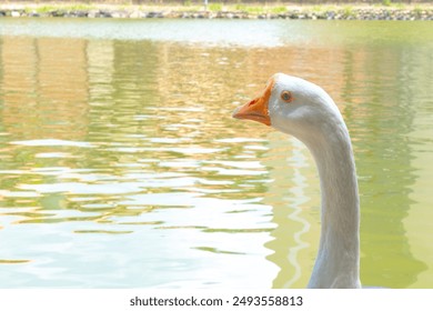 Close-up of a white goose by a calm lake, with reflections of the surroundings on the water. The serene setting highlights the graceful posture and details of the goose's head and neck. - Powered by Shutterstock